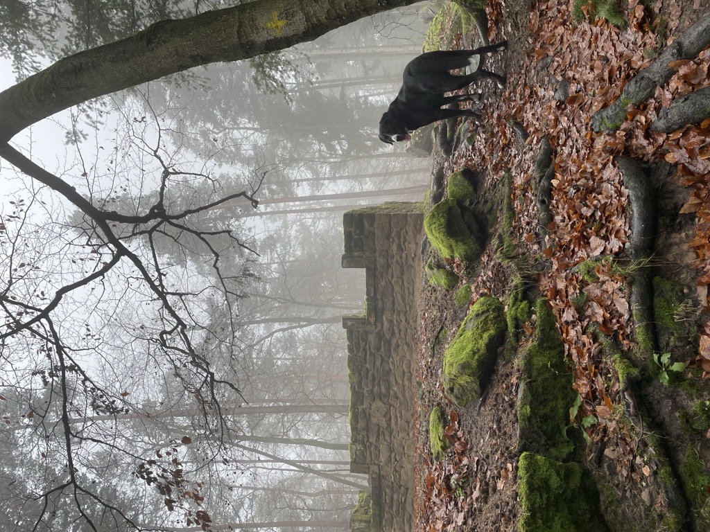 Photo №4 of Murrmirnichtviel