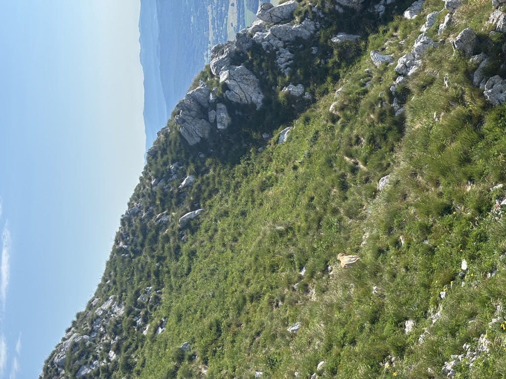 Photo №2 of Nanos