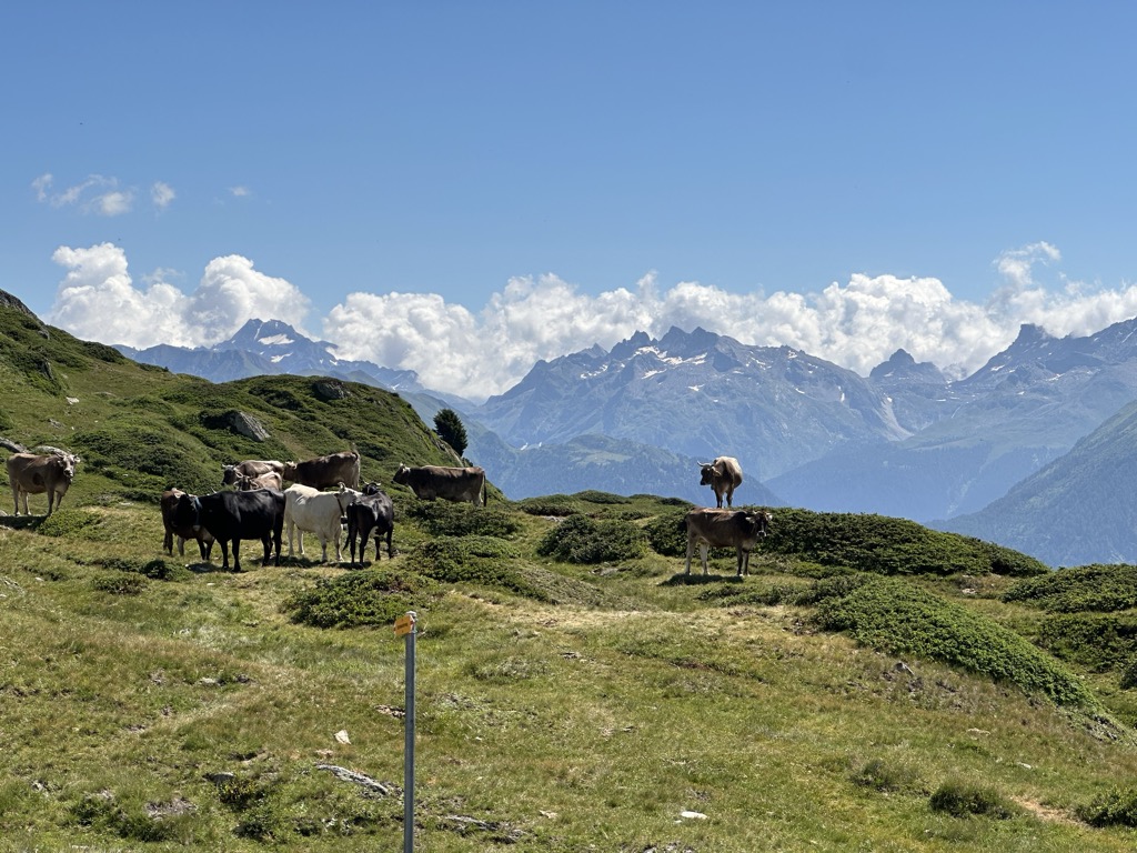 Photo №2 of Pro Natura Zentrum Aletsch