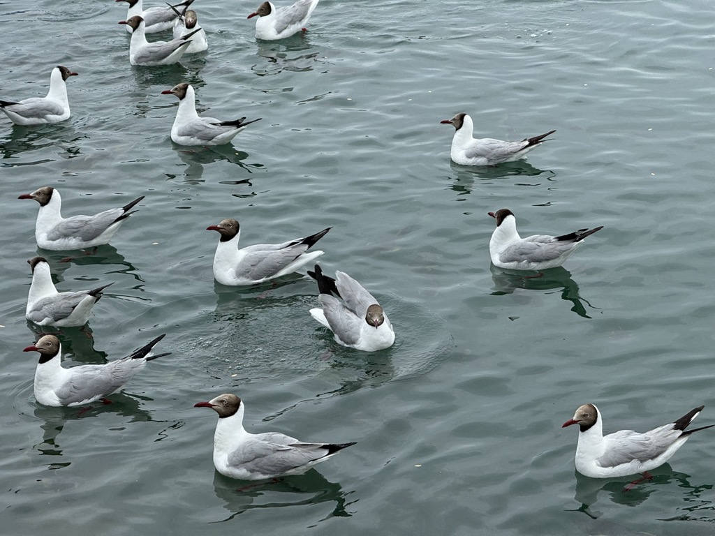 Photo №2 of Qinghai Lake