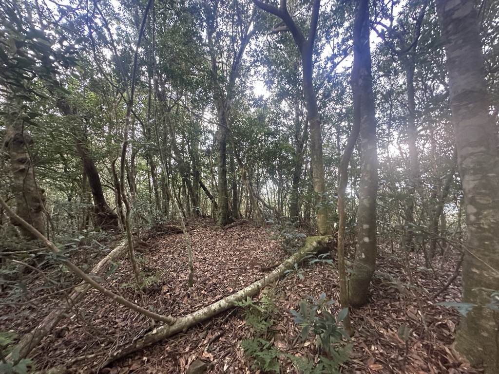 Photo №1 of Qinzi Feng