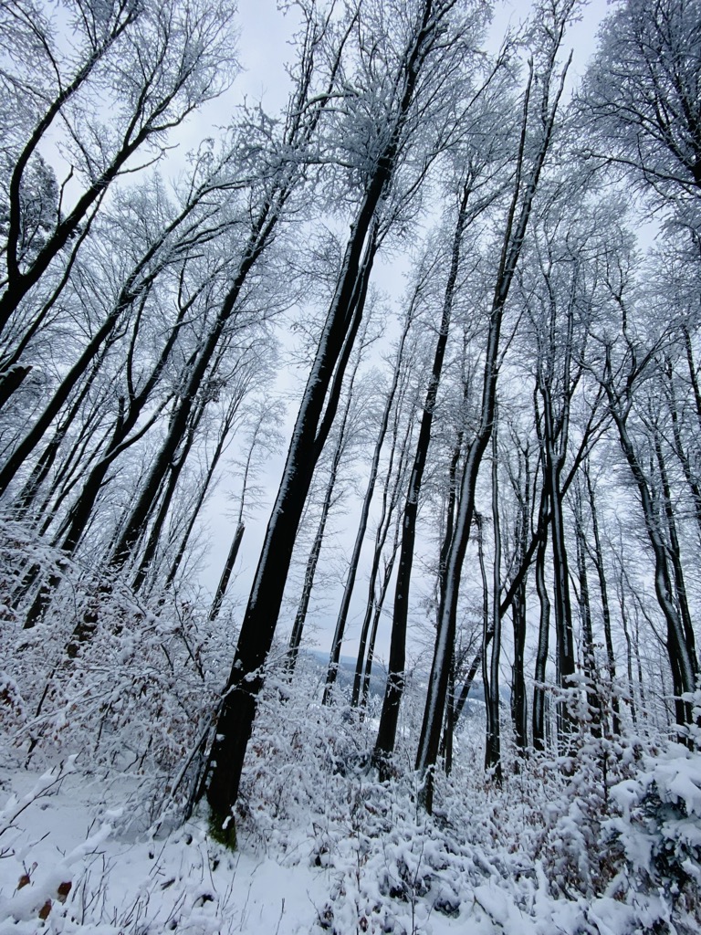 Photo №1 of Raitelberg