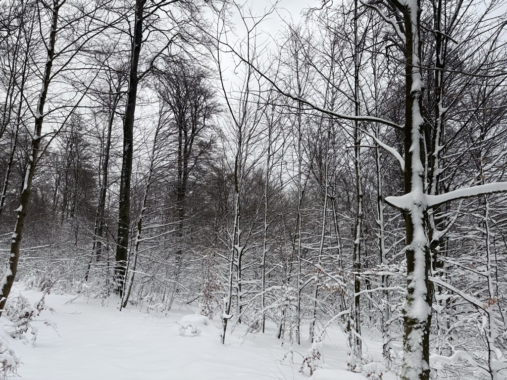 Photo №2 of Rehkopf