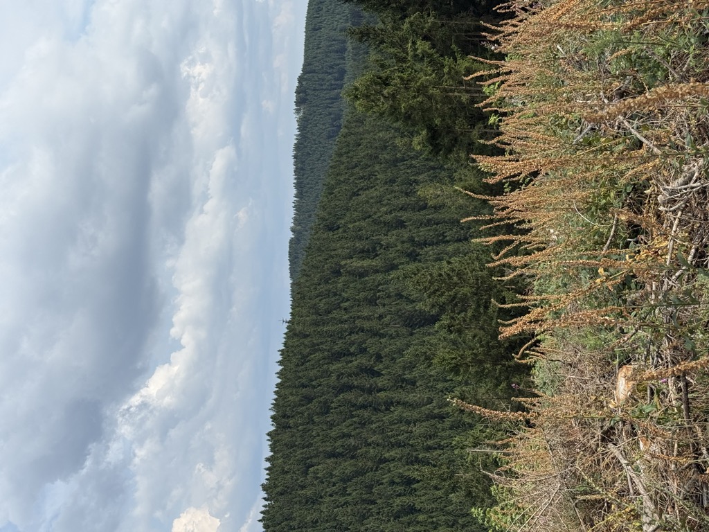 Photo №2 of Riesenberg