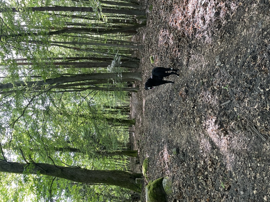 Photo №2 of Ringelsberg
