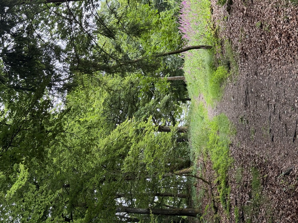 Photo №2 of Rösberg