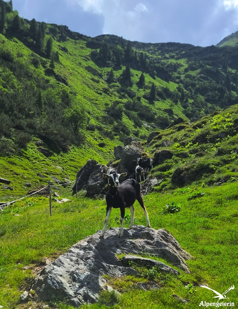 Rotwand-Alm