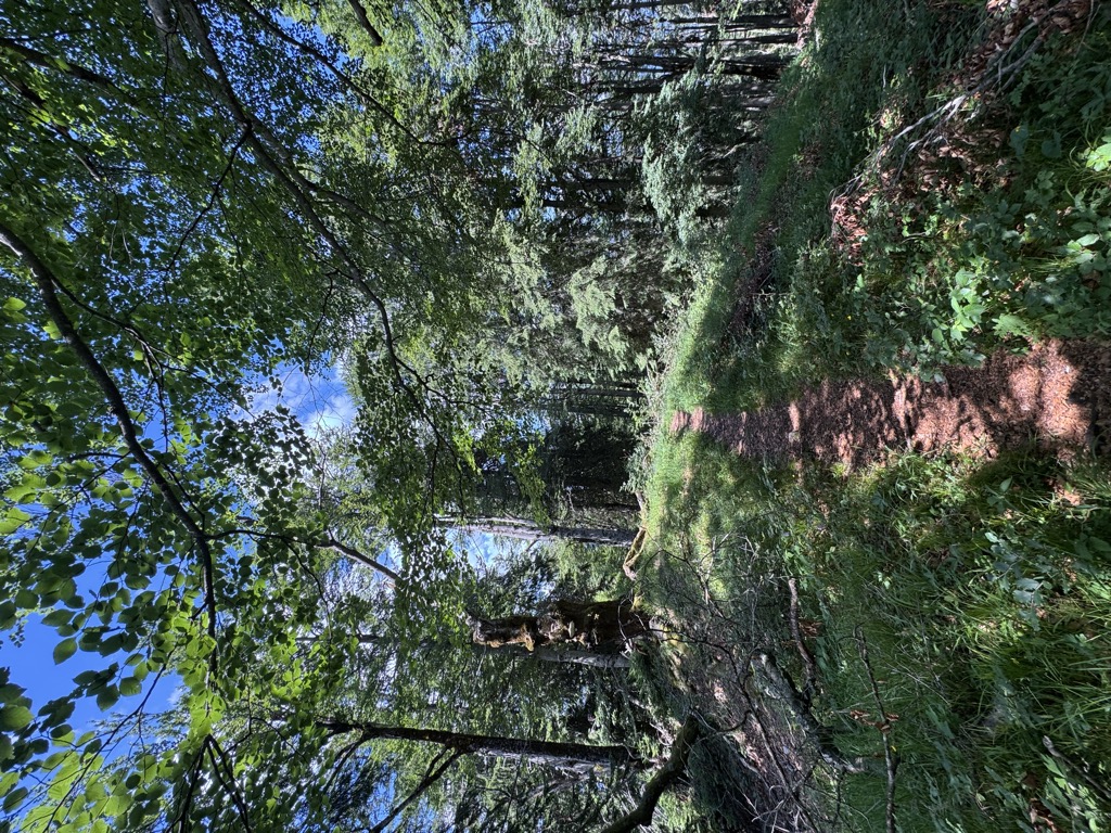 Photo №1 of Schapbachriedel