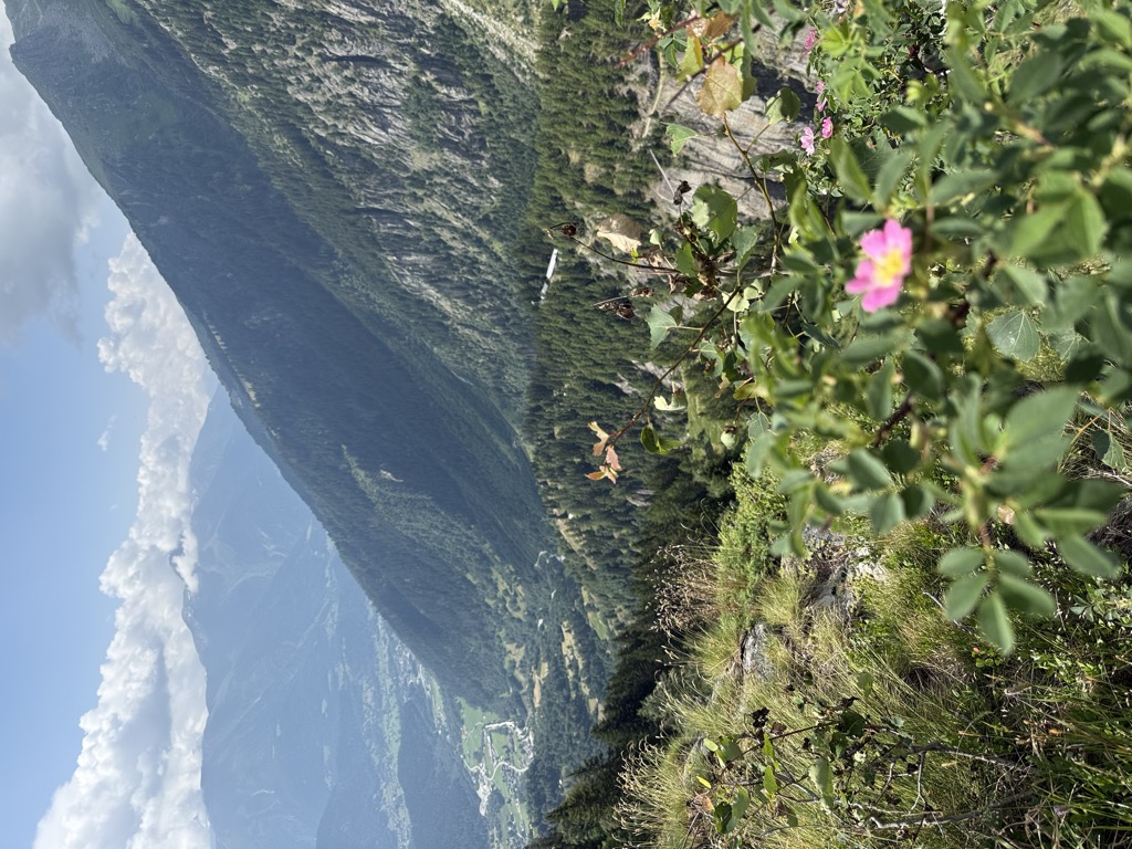 schranni-1