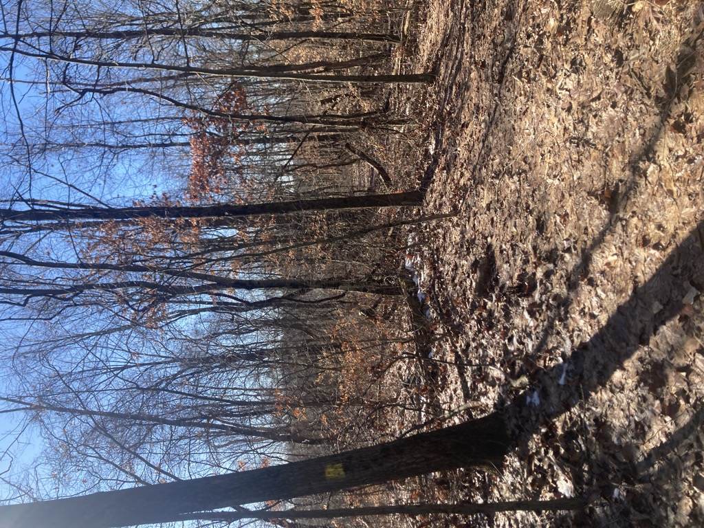 Photo №3 of Scout Knob