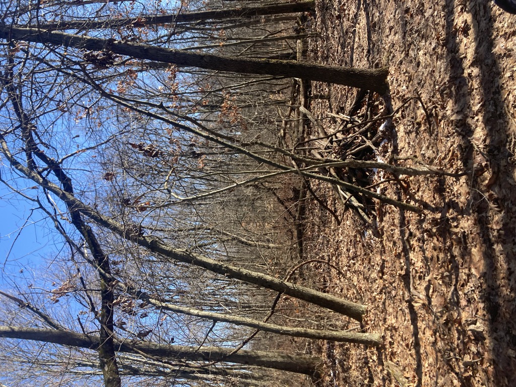 Photo №2 of Scout Knob