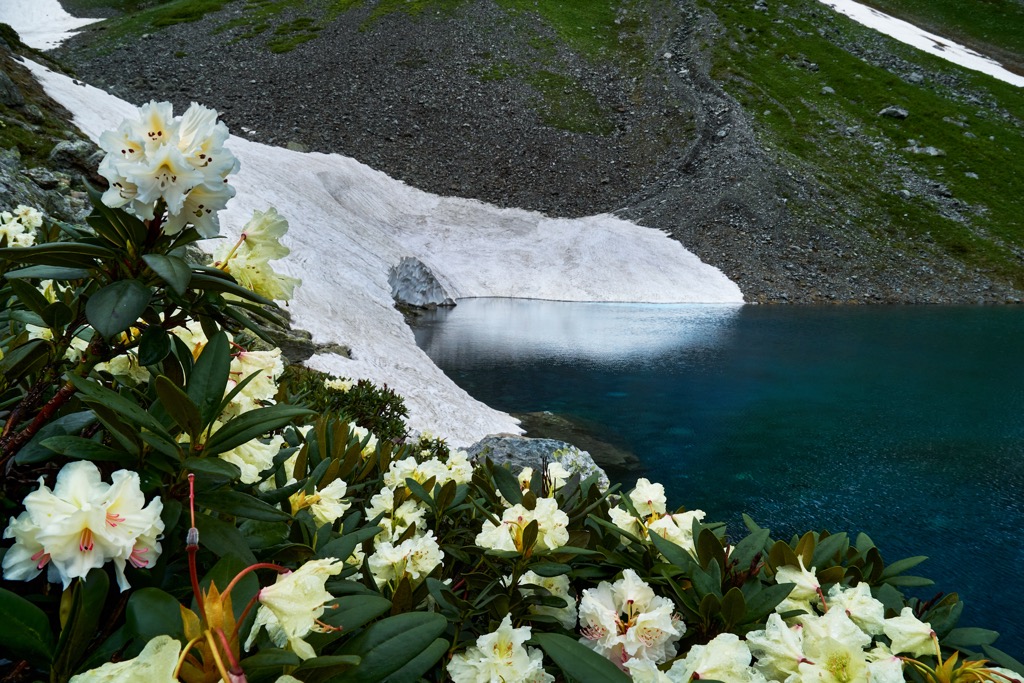 Photo №4 of Semicvetnoe