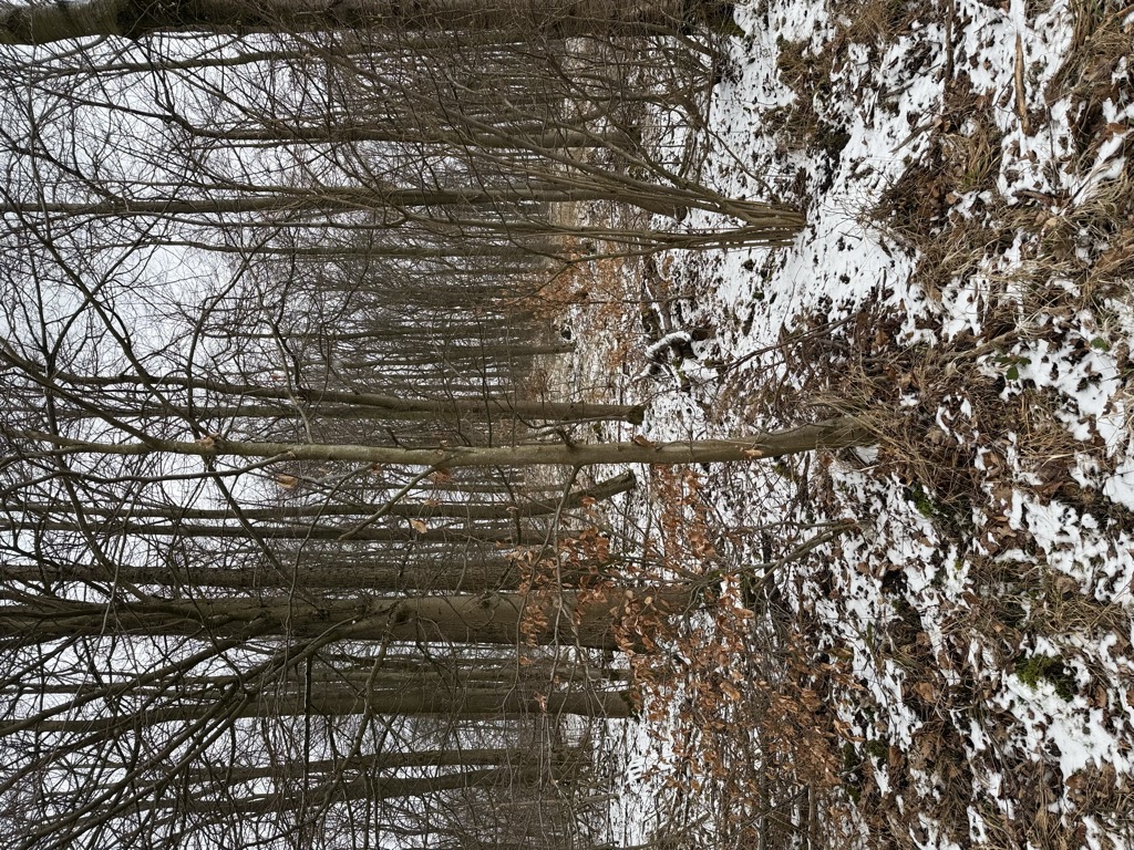 Photo №2 of Sesebühl