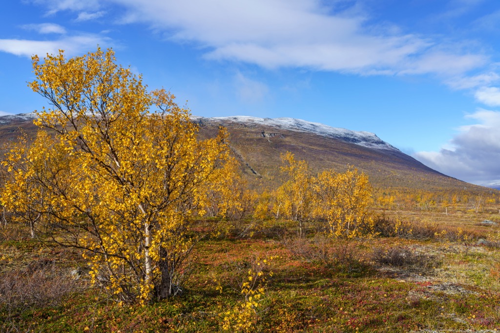 Autumn in Abisko National Park. Fall Foliage in Europe