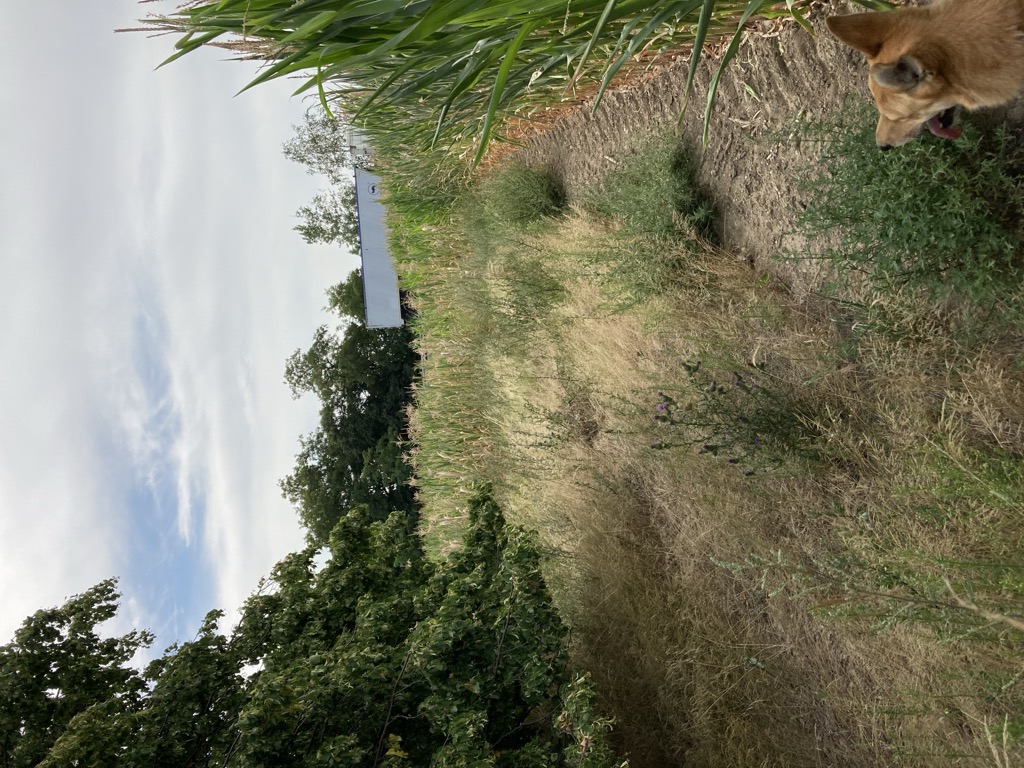 Photo №3 of Słonecznik