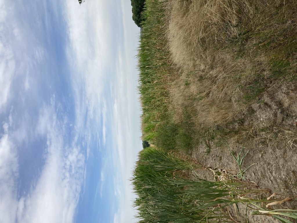 Photo №2 of Słonecznik