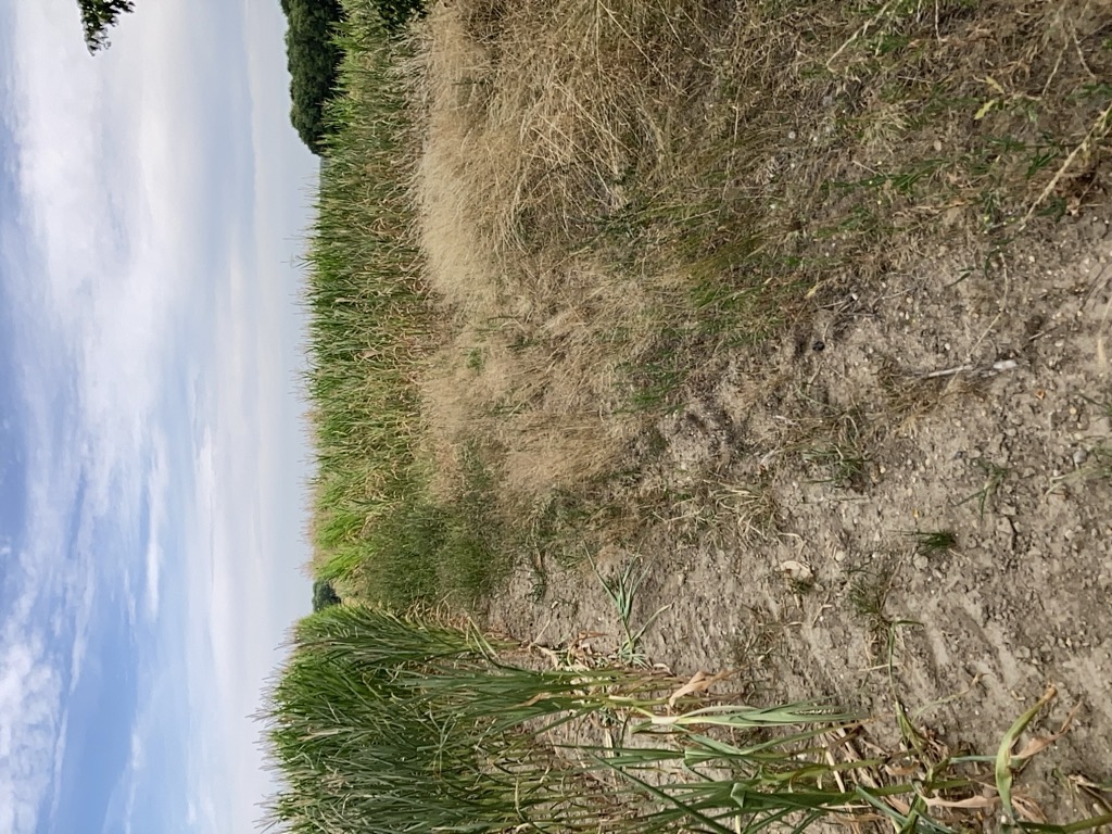 Photo №4 of Słonecznik