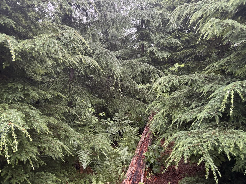 Photo №1 of South Tiger Mountain North Summit