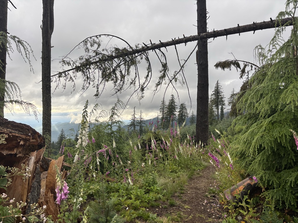 Photo №1 of South Tiger Mountain;survey marker