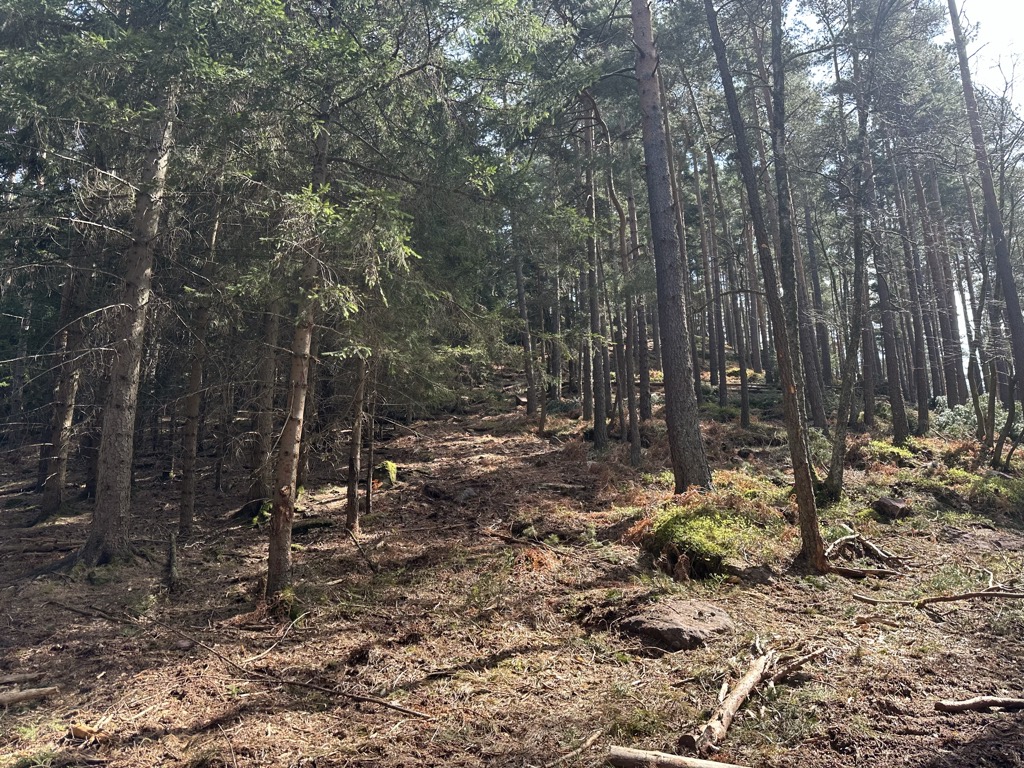 Photo №2 of Spitzenberg