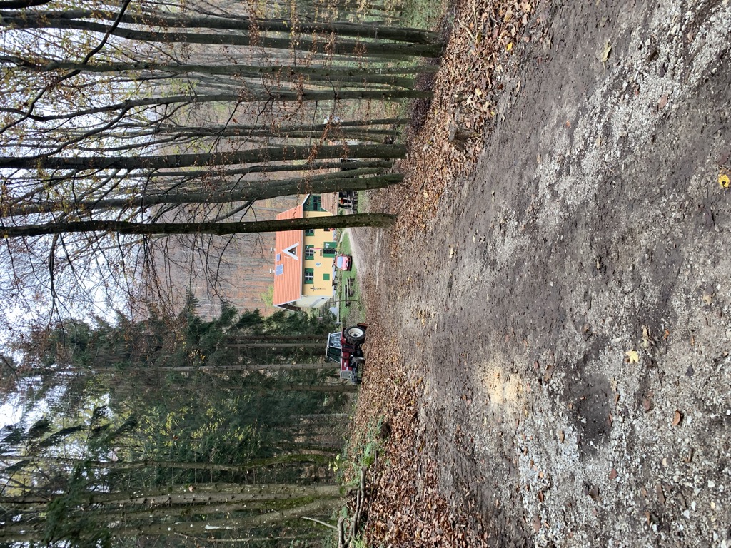 sveti-bernard-1