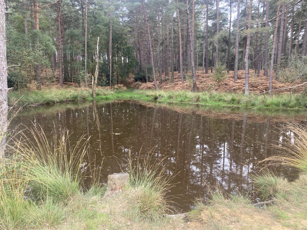 Photo №2 of Swinley Pond