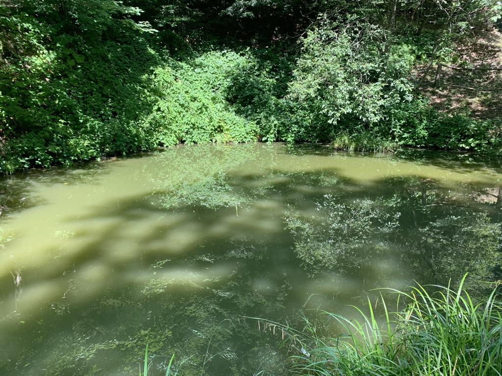 Photo №2 of Tigrovo oko