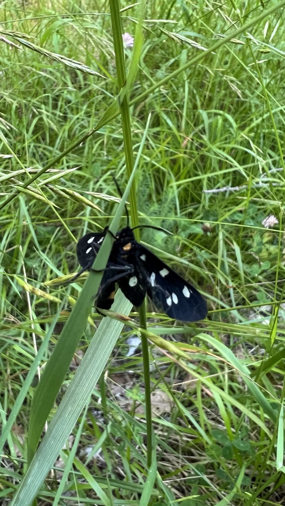 Photo №2 of Tranego