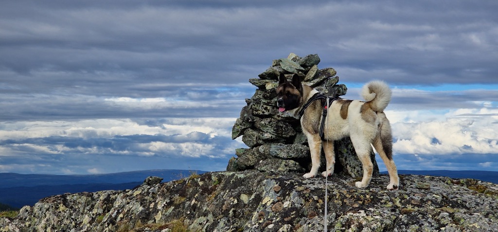 Photo №1 of Vardfjellet