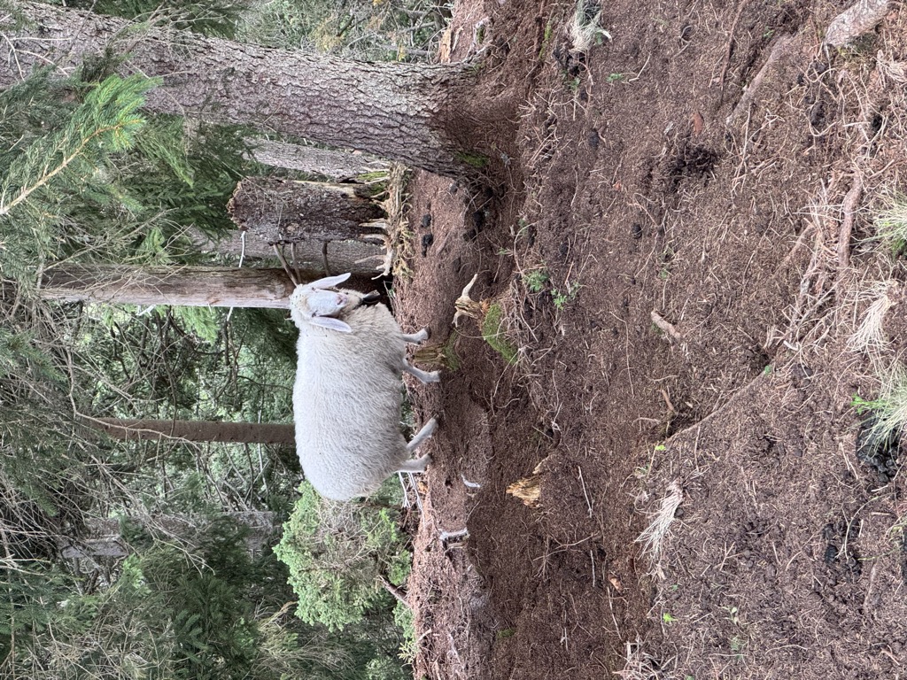 Photo №1 of Vorderer Rappenkopf