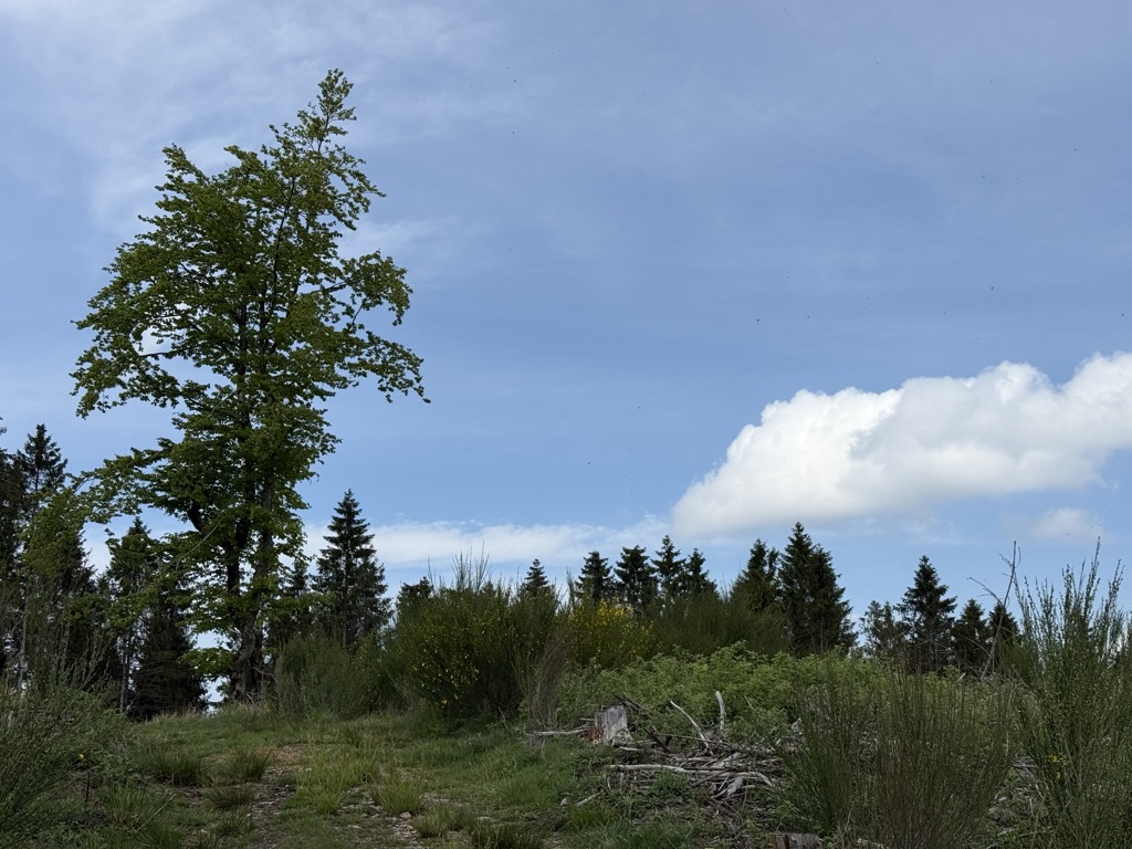 Photo №2 of Waldemei