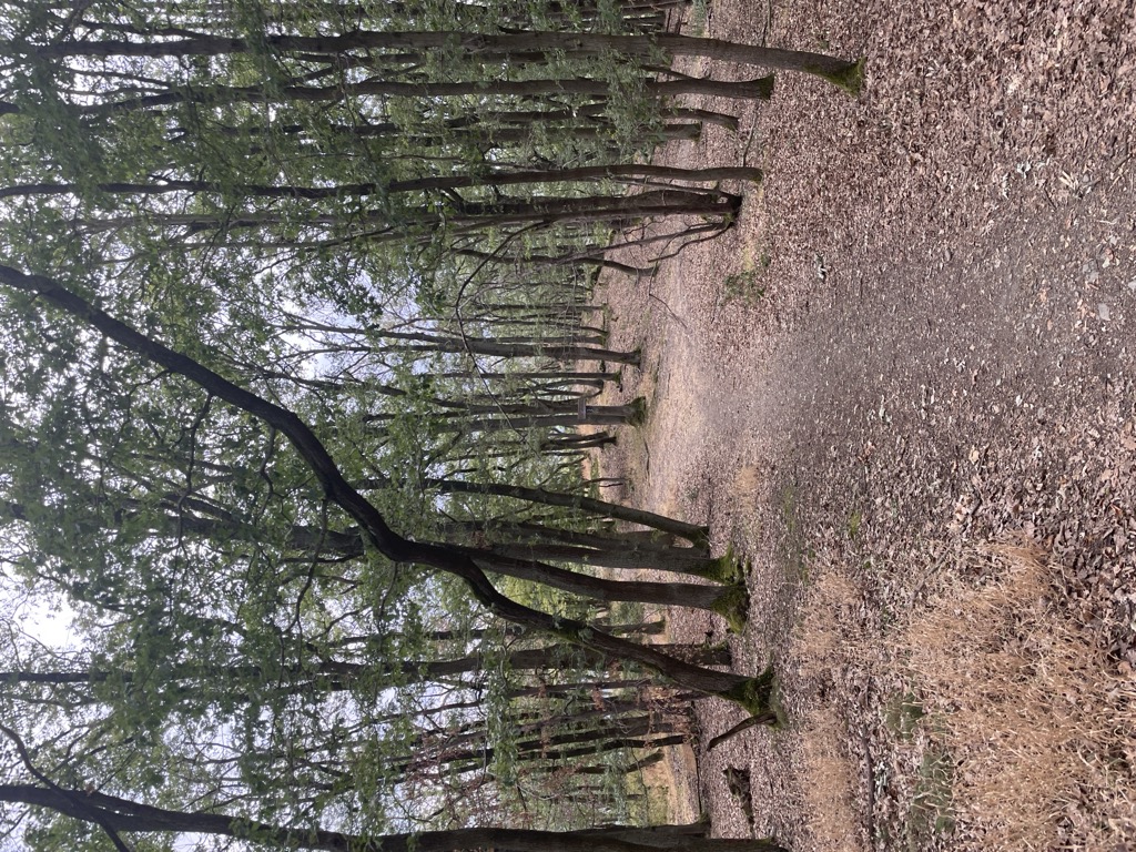 Wilhelmshöhe