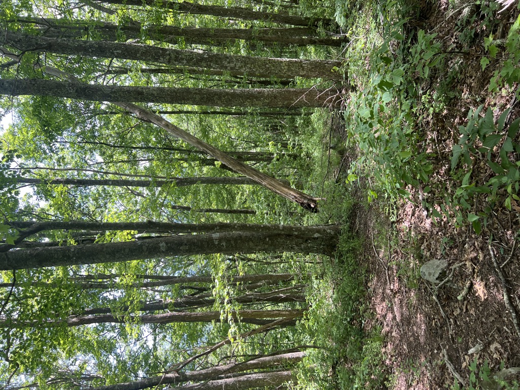 Photo №1 of Woodward Knob