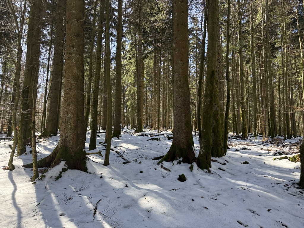 Photo №2 of Zundelkopf