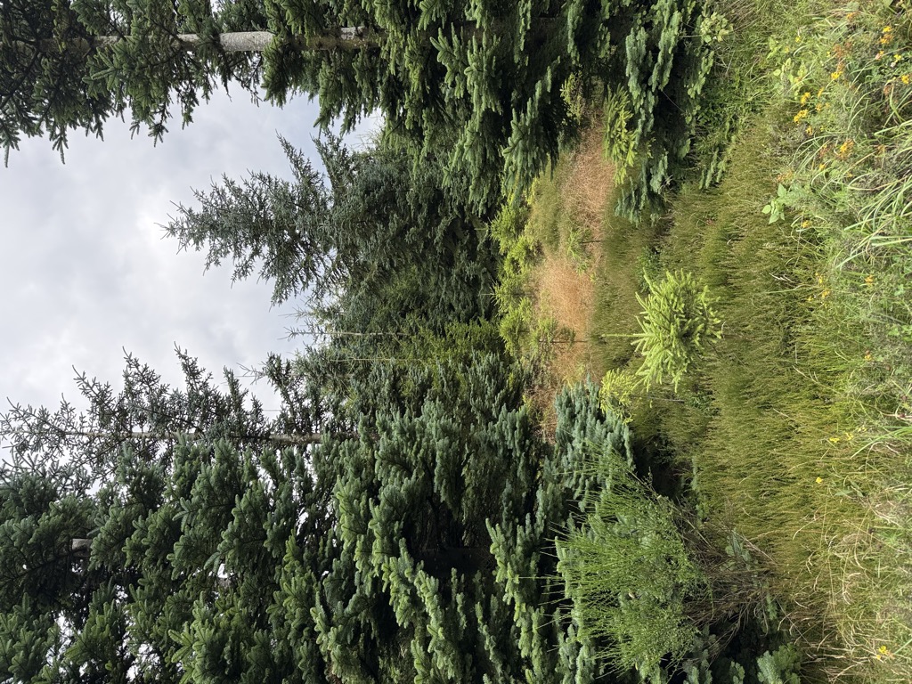 Photo №2 of Zwellenberg
