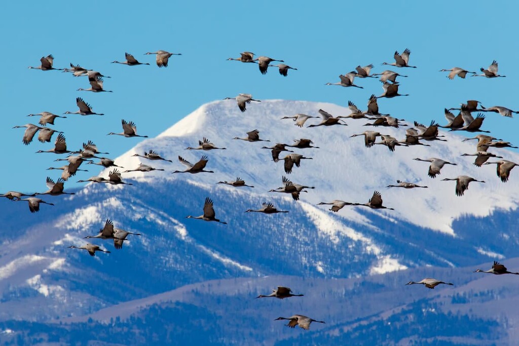 Sandhill Cranes Migrating across San Luis Valley