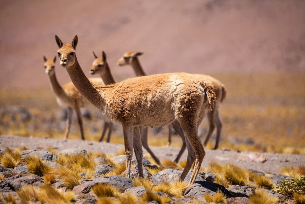 Vicunas, San Juan, Argentina