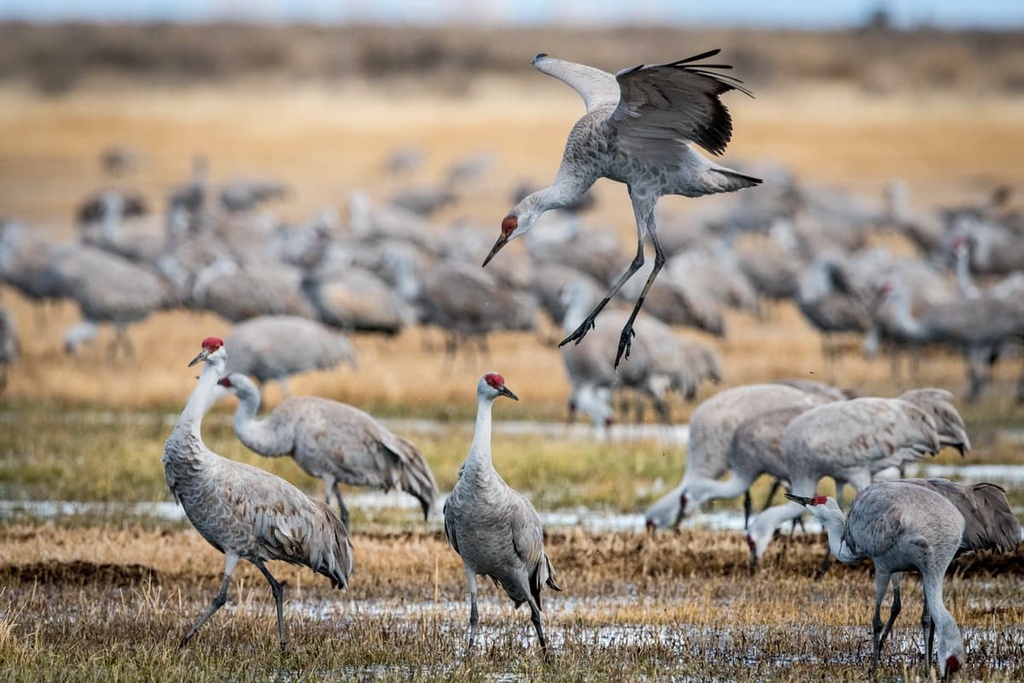 San Luis Valley Field, Colorado