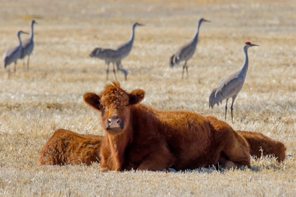 San Luis Valley Field, Colorado