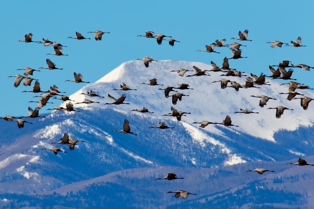 San Luis Valley Field, Colorado