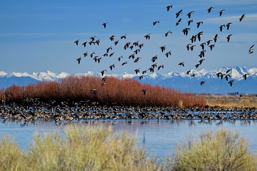 San Luis Valley Field, Colorado