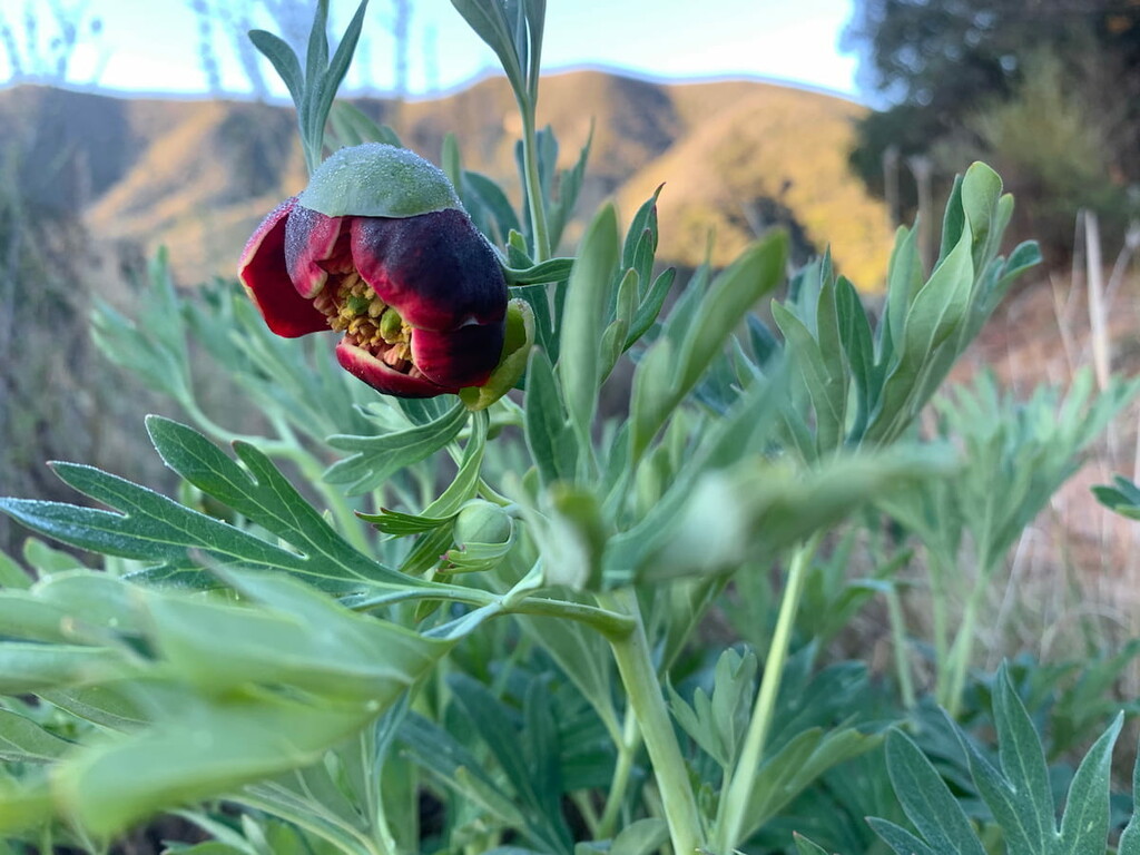 San Mateo Canyon Wilderness, California