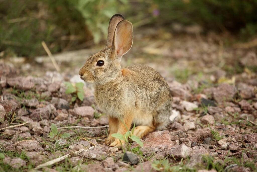 desert cottontail, Santa Fe National Forest, New Mexico