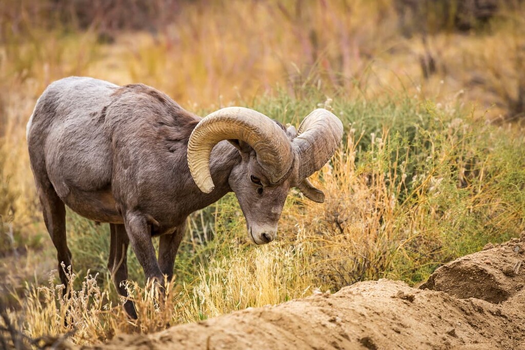 Bighorn Sheep, Santa Rosa Wilderness, California