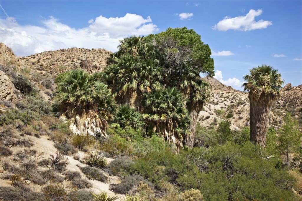 Cottonwood Spring Oasis, Santa Rosa Wilderness, California