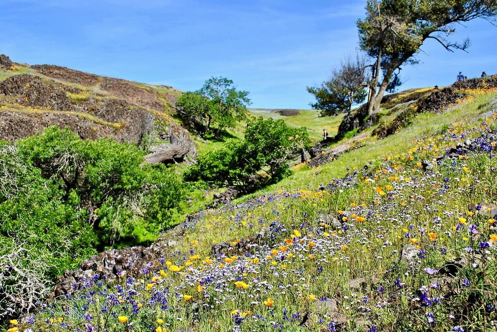 Scrub oak, Santa Rosa Wilderness, California