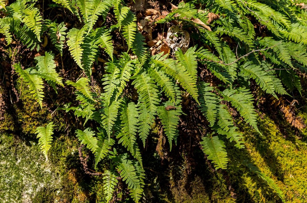 Santanoni Mountains, Adirondacks, New York