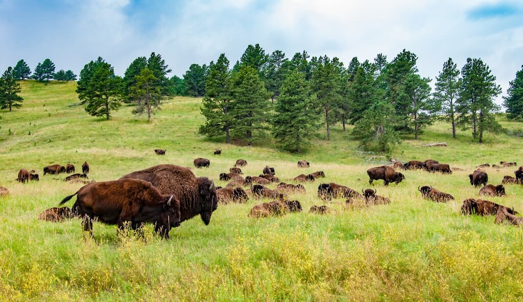 Group of buffalo lying on the green meadow, Prairie, Saskatchewan