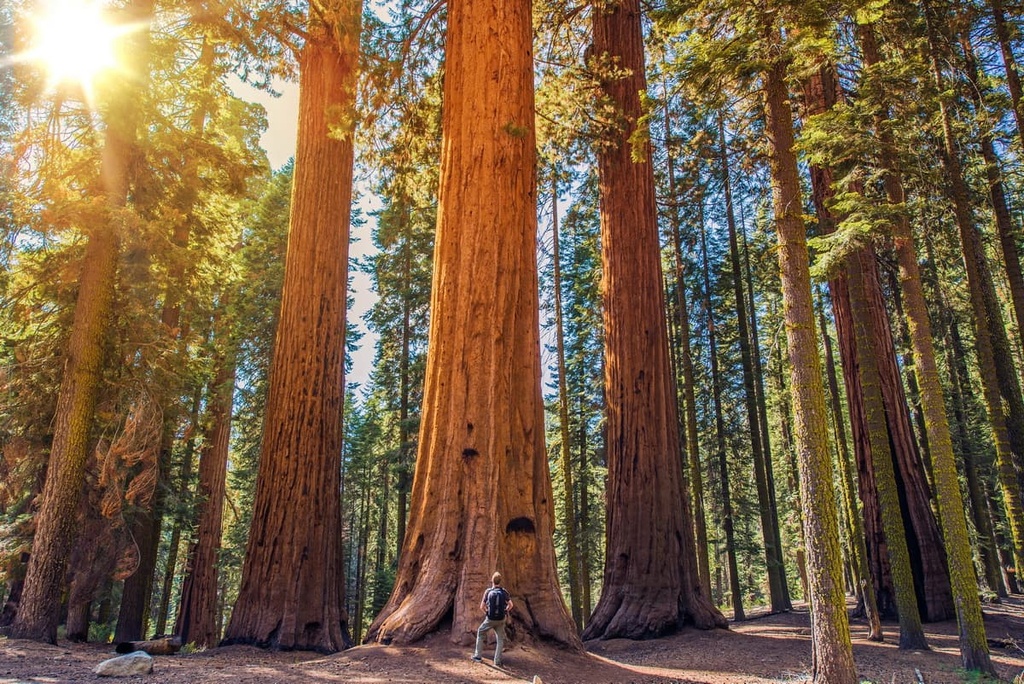 Sequoia National Forest, California