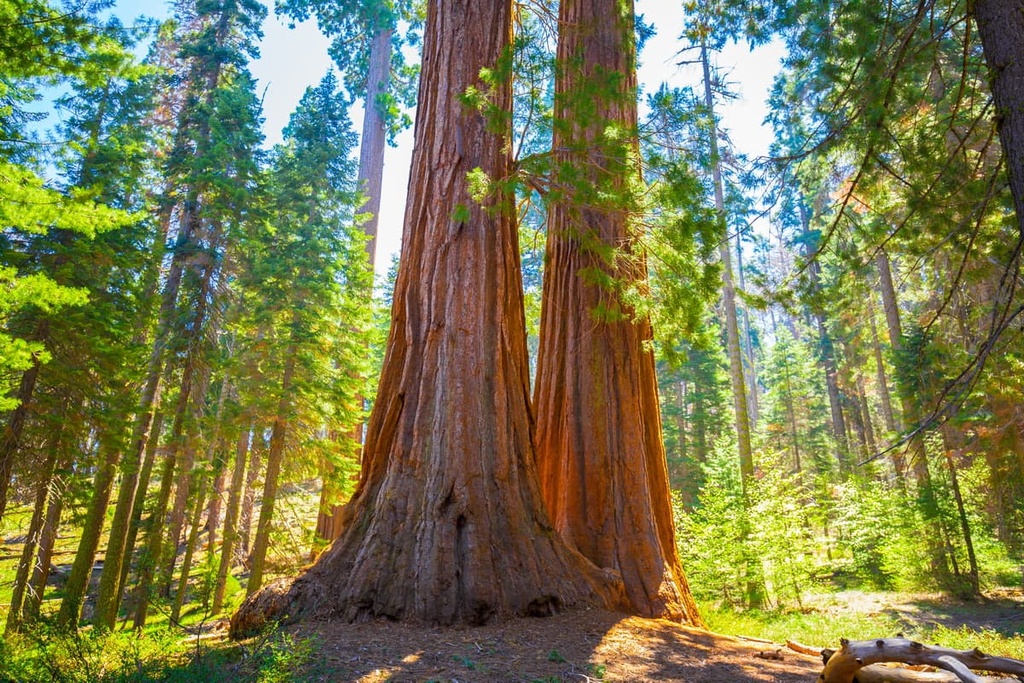 Sequoia National Forest, California